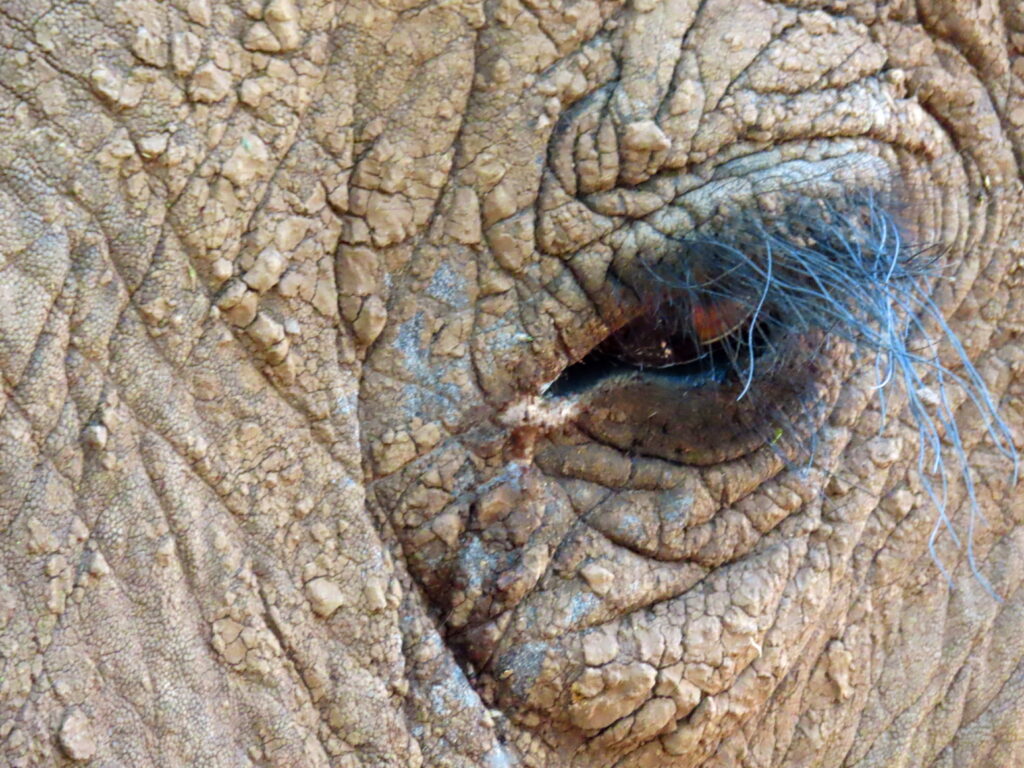 Ode to the African elephant (copyright Ron Swilling)